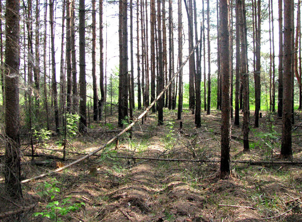 Бассейн Обноры, image of landscape/habitat.