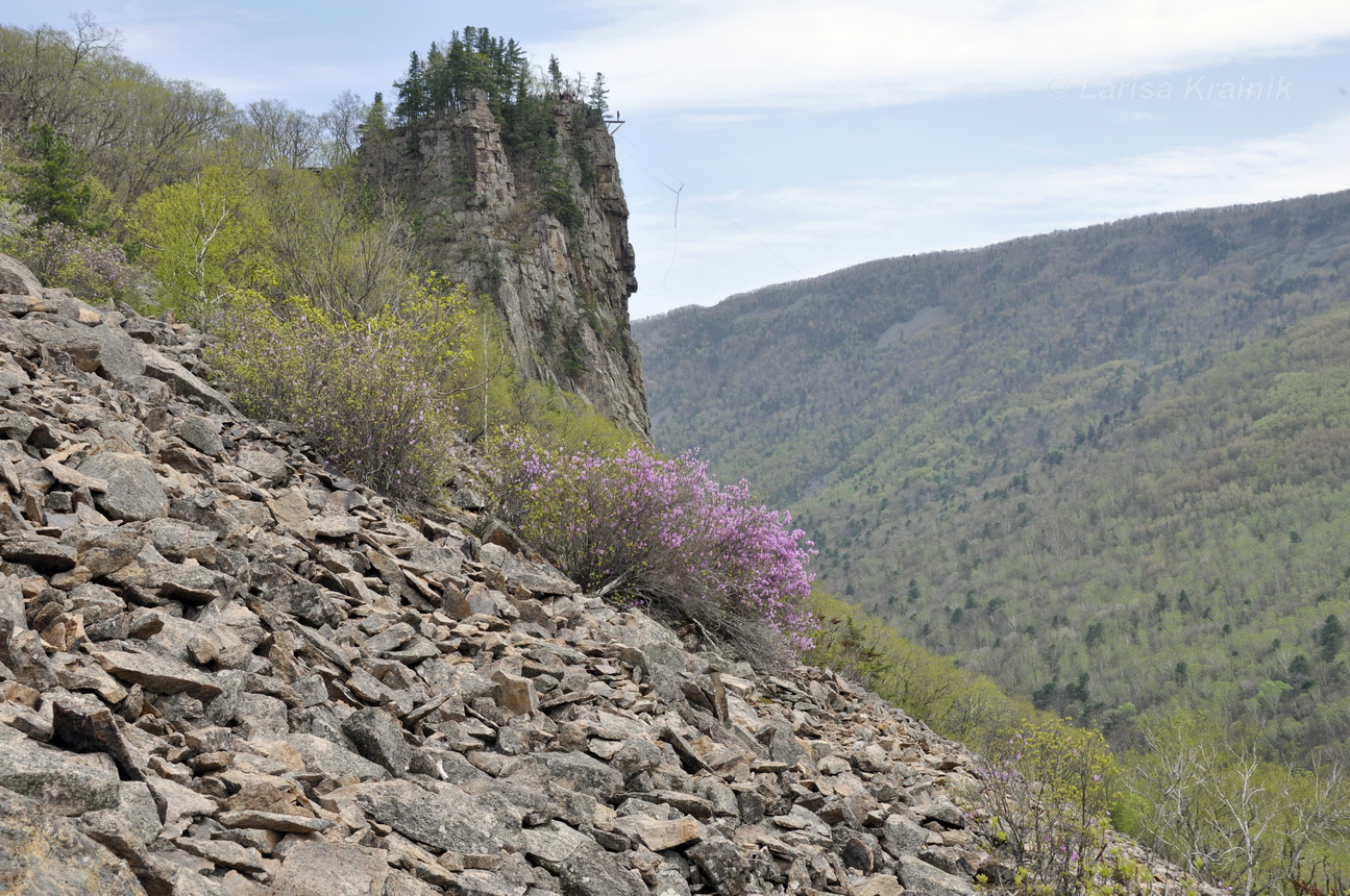 Урочище Щёки (Дарданеллы), image of landscape/habitat.