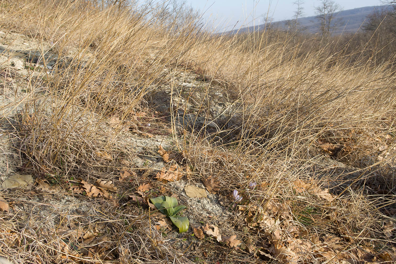 Зарастающий мергелевый карьер, image of landscape/habitat.