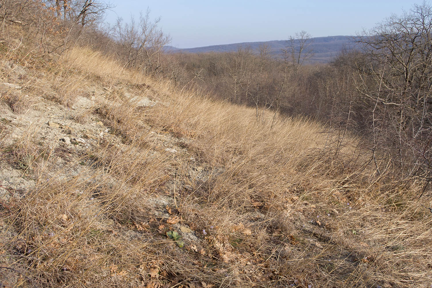 Зарастающий мергелевый карьер, image of landscape/habitat.