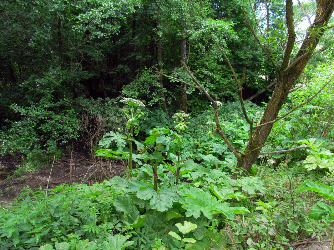 Река Чемеровка, image of landscape/habitat.