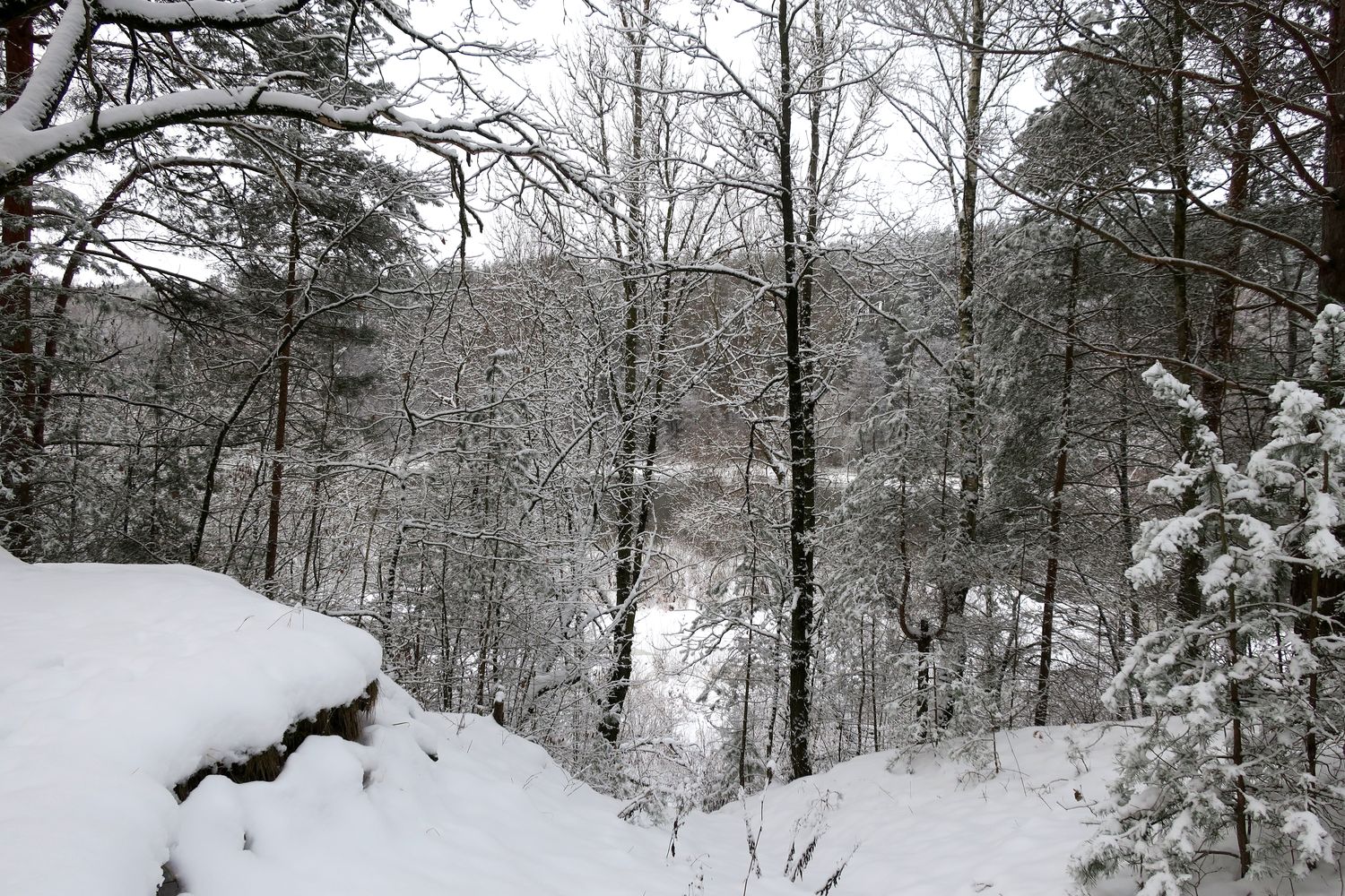 Лесопарк Пышки, image of landscape/habitat.