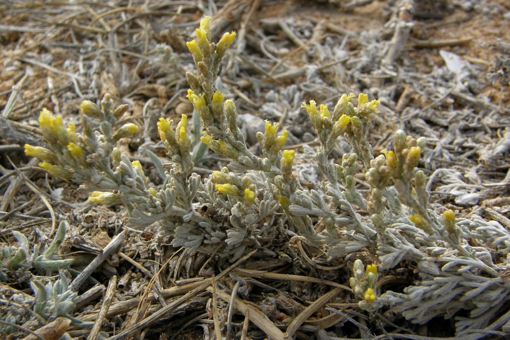 Изображение особи Artemisia lercheana.