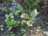 Hydrangea macrophylla