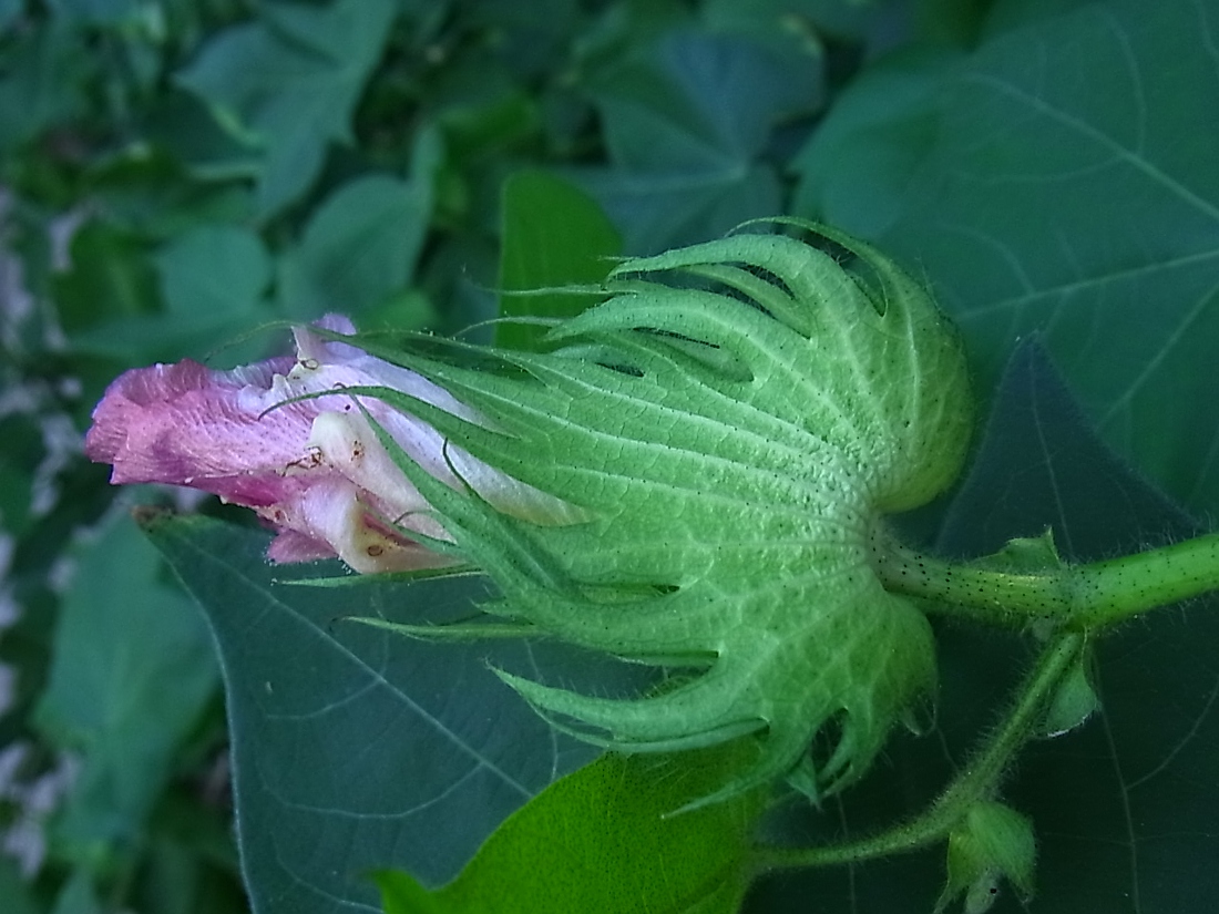 Изображение особи Gossypium hirsutum.