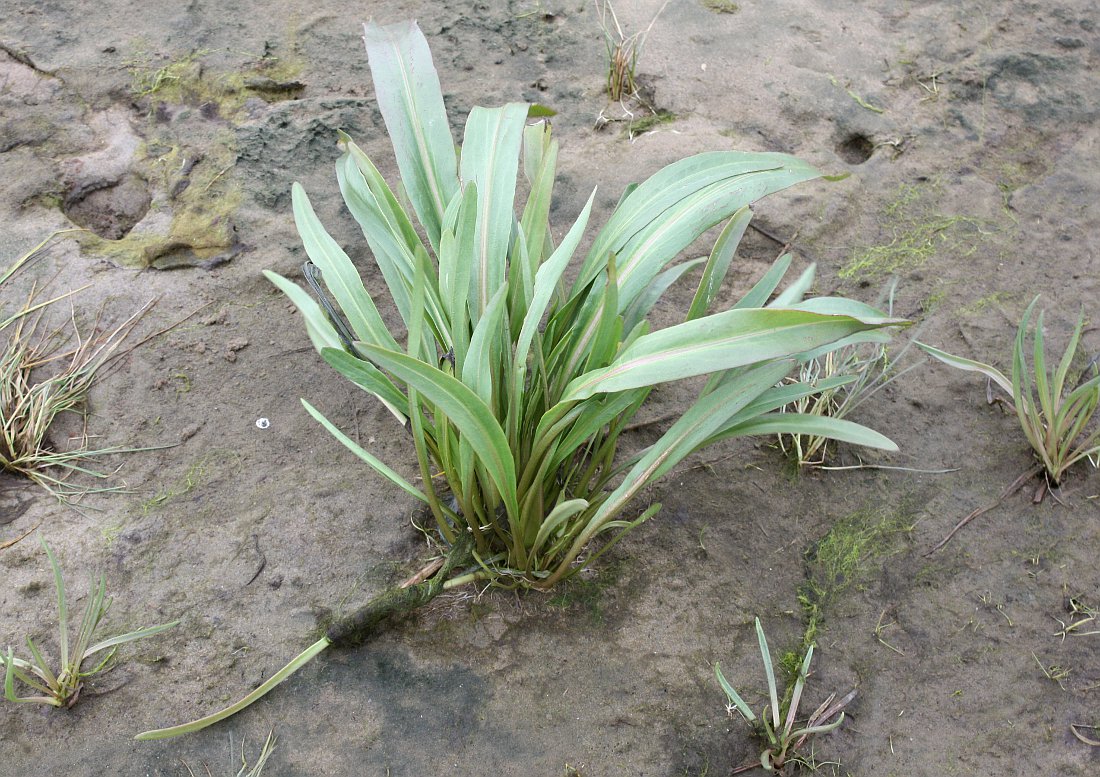 Image of Tripolium pannonicum ssp. tripolium specimen.