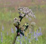 Angelica sylvestris. Верхушка растения с распускающимися соцветиями. Московская обл., Раменский р-н, окрестности д. Хрипань, луг. 08.07.2006.