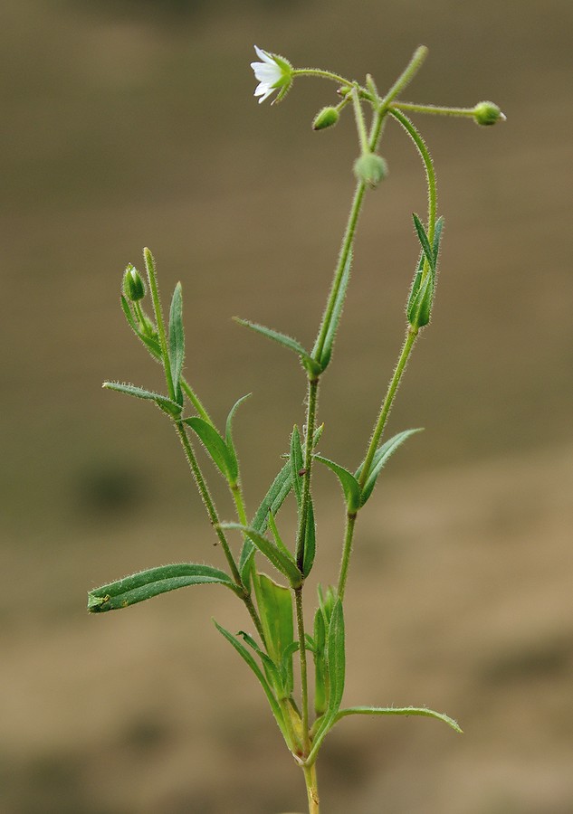 Image of Holosteum glutinosum specimen.