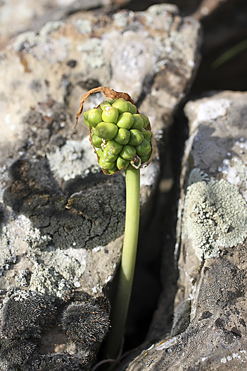 Изображение особи Arum korolkowii.