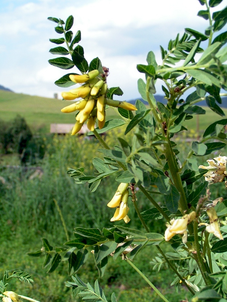 Image of Astragalus propinquus specimen.