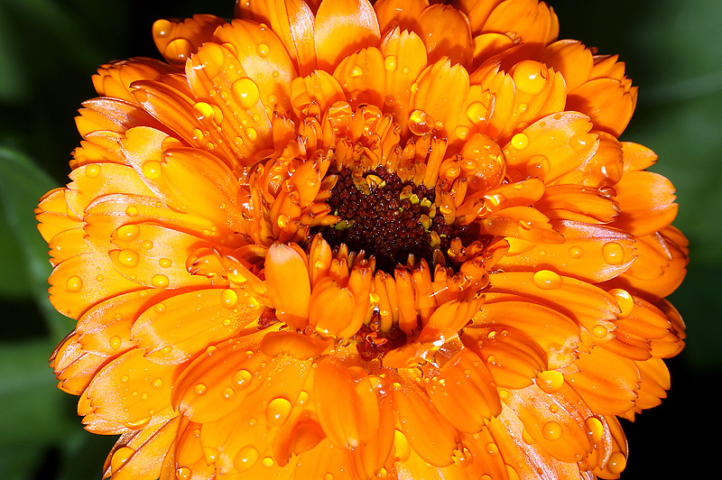 Image of Calendula officinalis specimen.