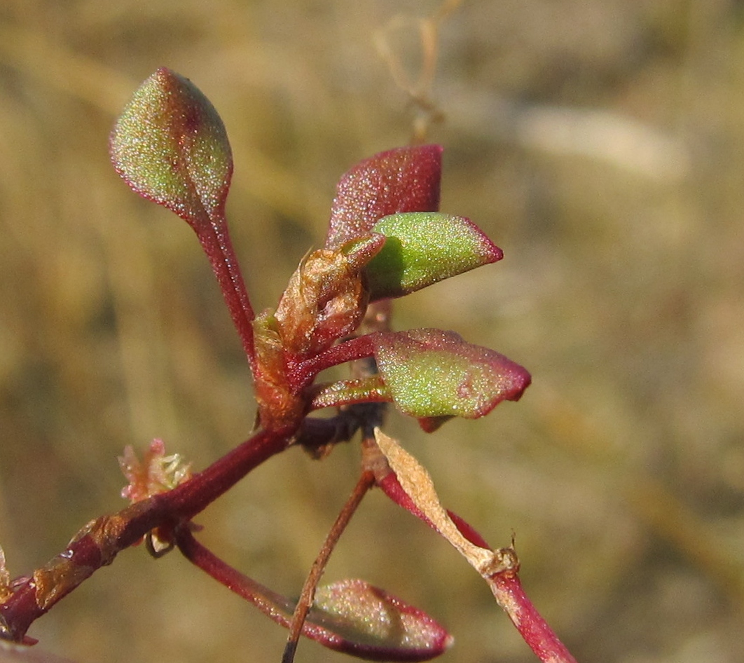 Изображение особи Rumex bucephalophorus ssp. hispanicus.