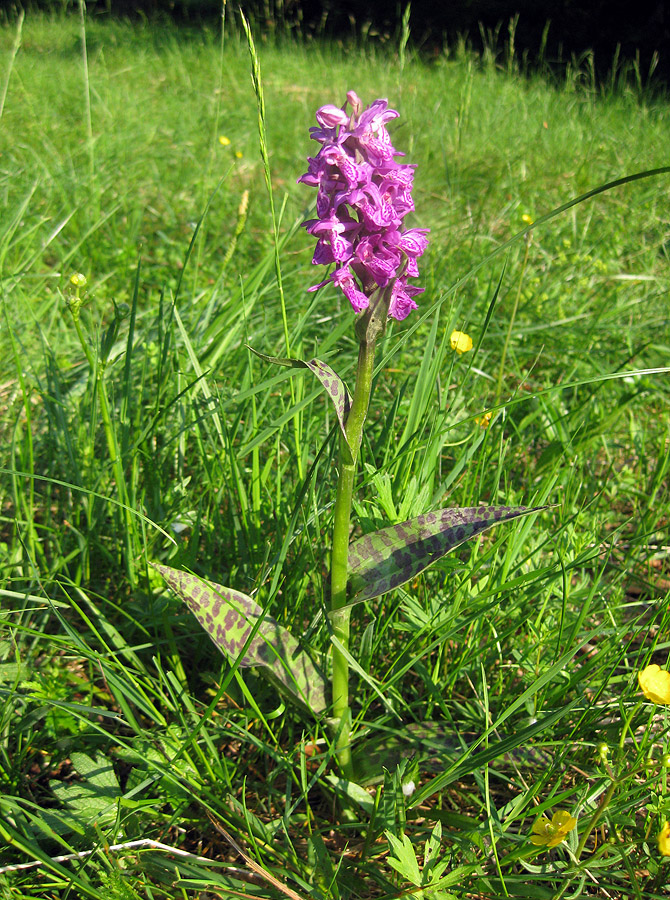 Image of Dactylorhiza majalis specimen.