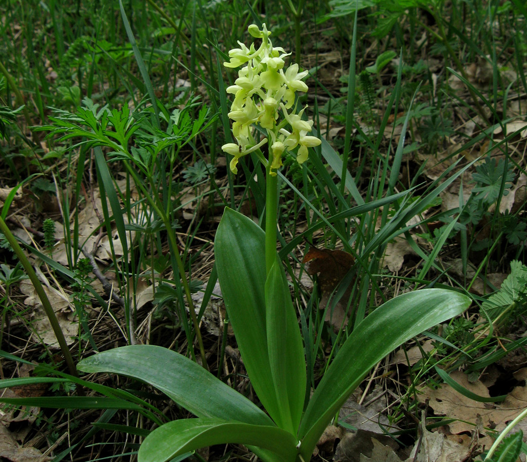 Image of Orchis pallens specimen.