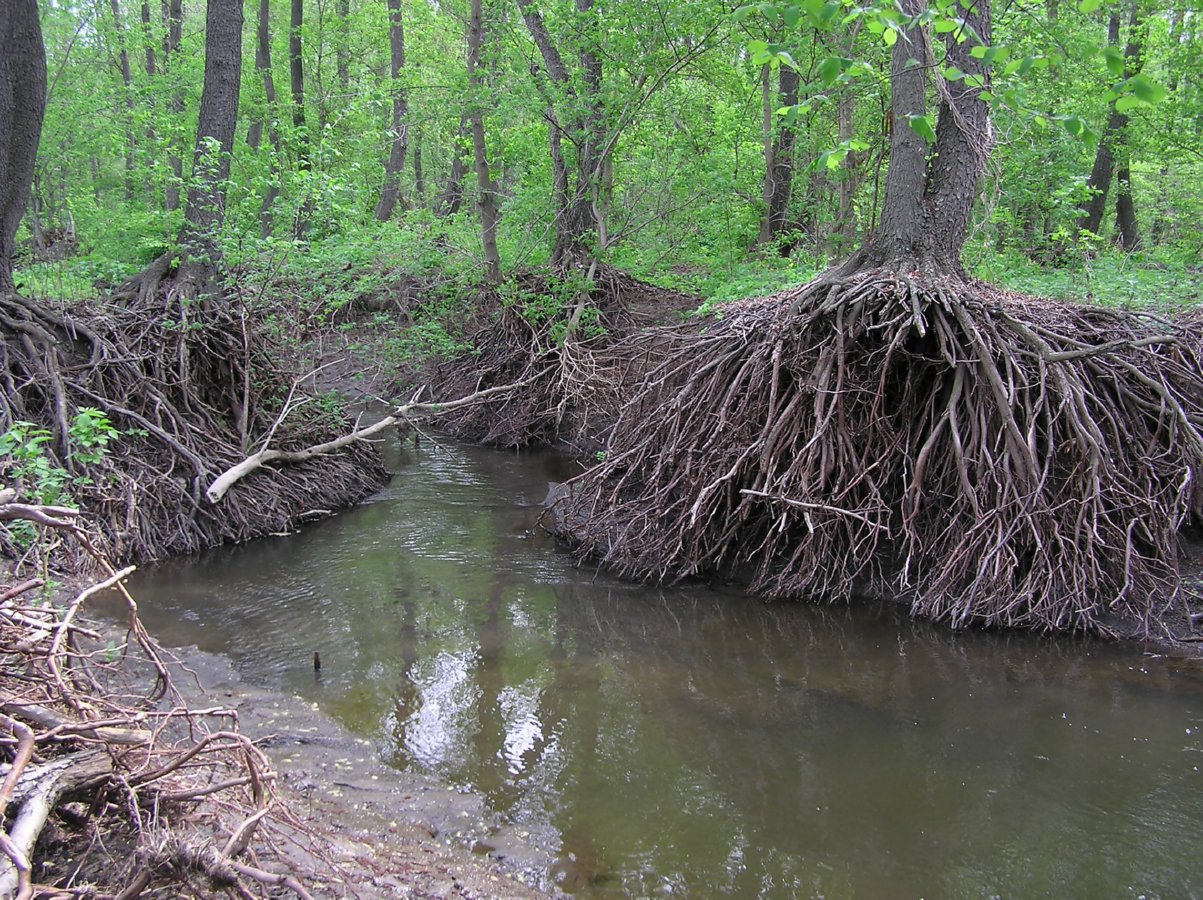 Image of Alnus glutinosa specimen.