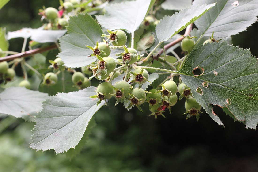 Image of Crataegus coccinioides specimen.