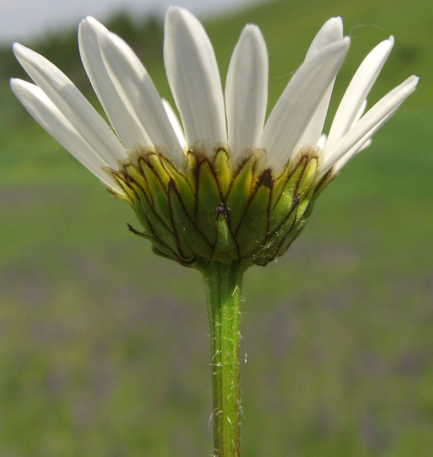 Изображение особи Leucanthemum vulgare.