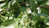 Styrax japonicus. Часть веточки (видна обратная сторона листьев). Германия, г. Krefeld, ботанический сад. 16.09.2012.