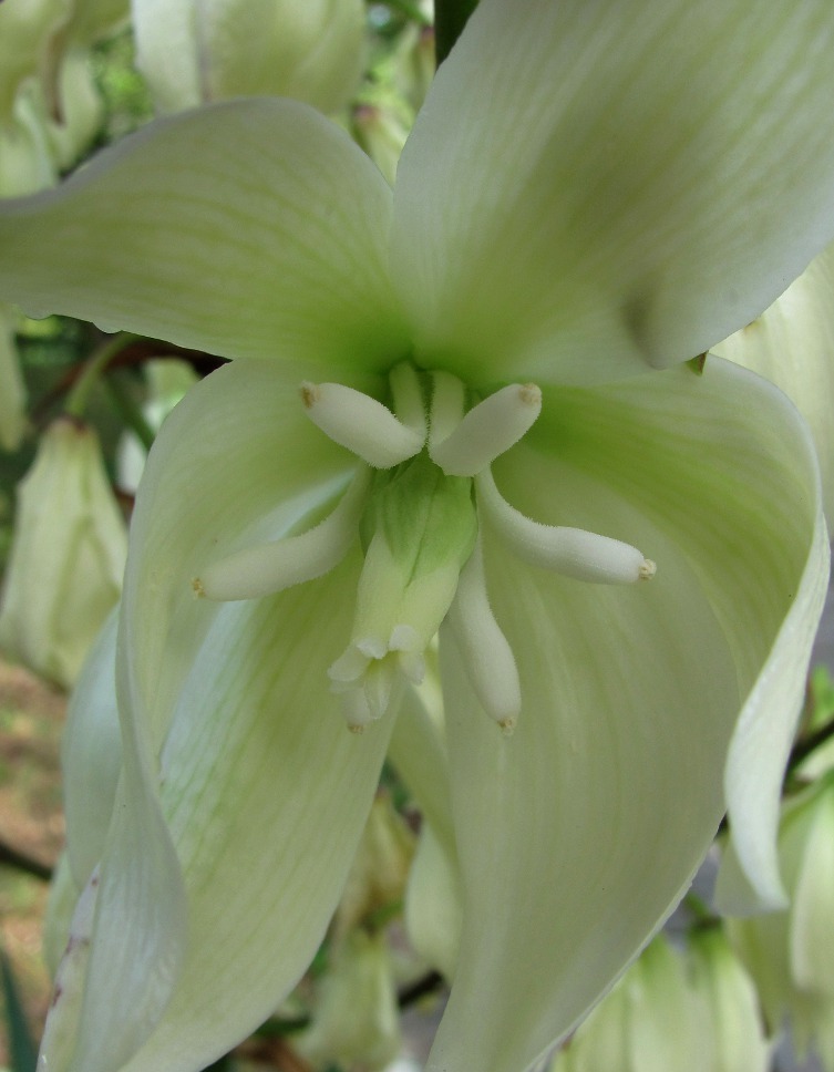 Image of Yucca gloriosa specimen.