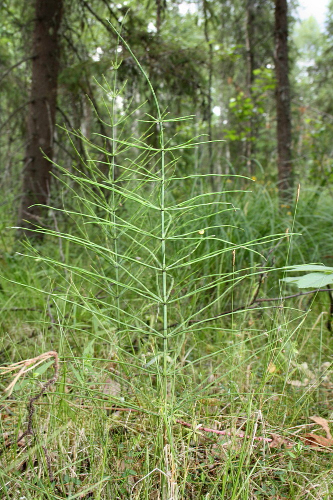 Изображение особи Equisetum pratense.