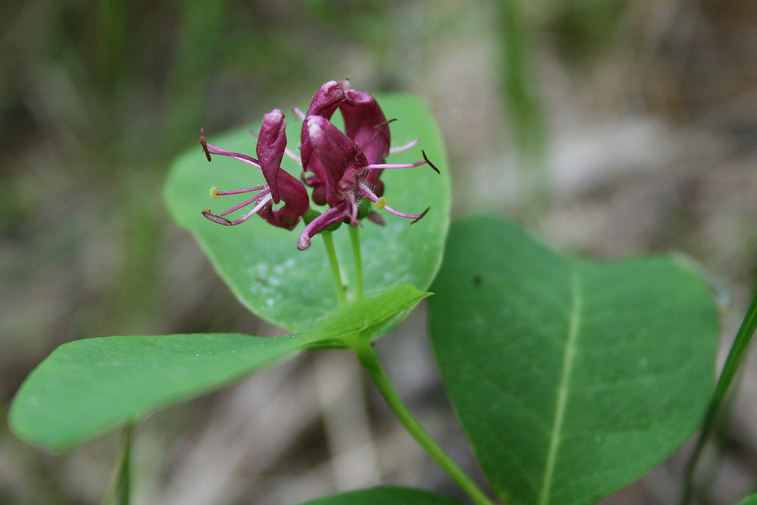 Image of Lonicera chamissoi specimen.