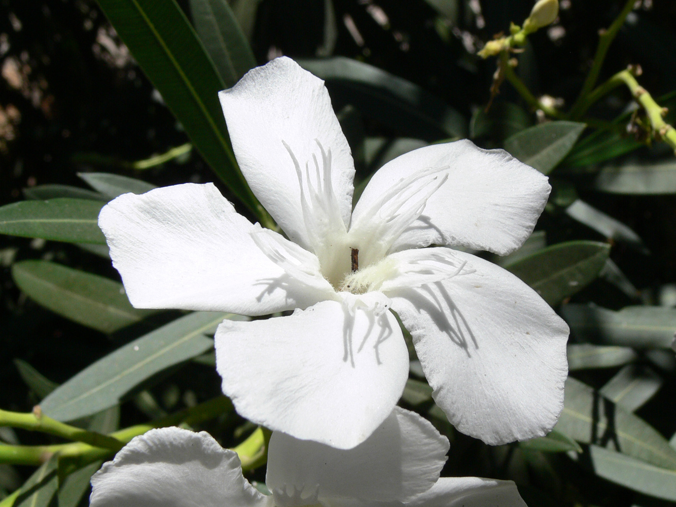 Изображение особи Nerium oleander.