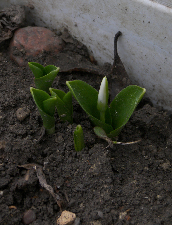 Изображение особи Galanthus krasnovii.