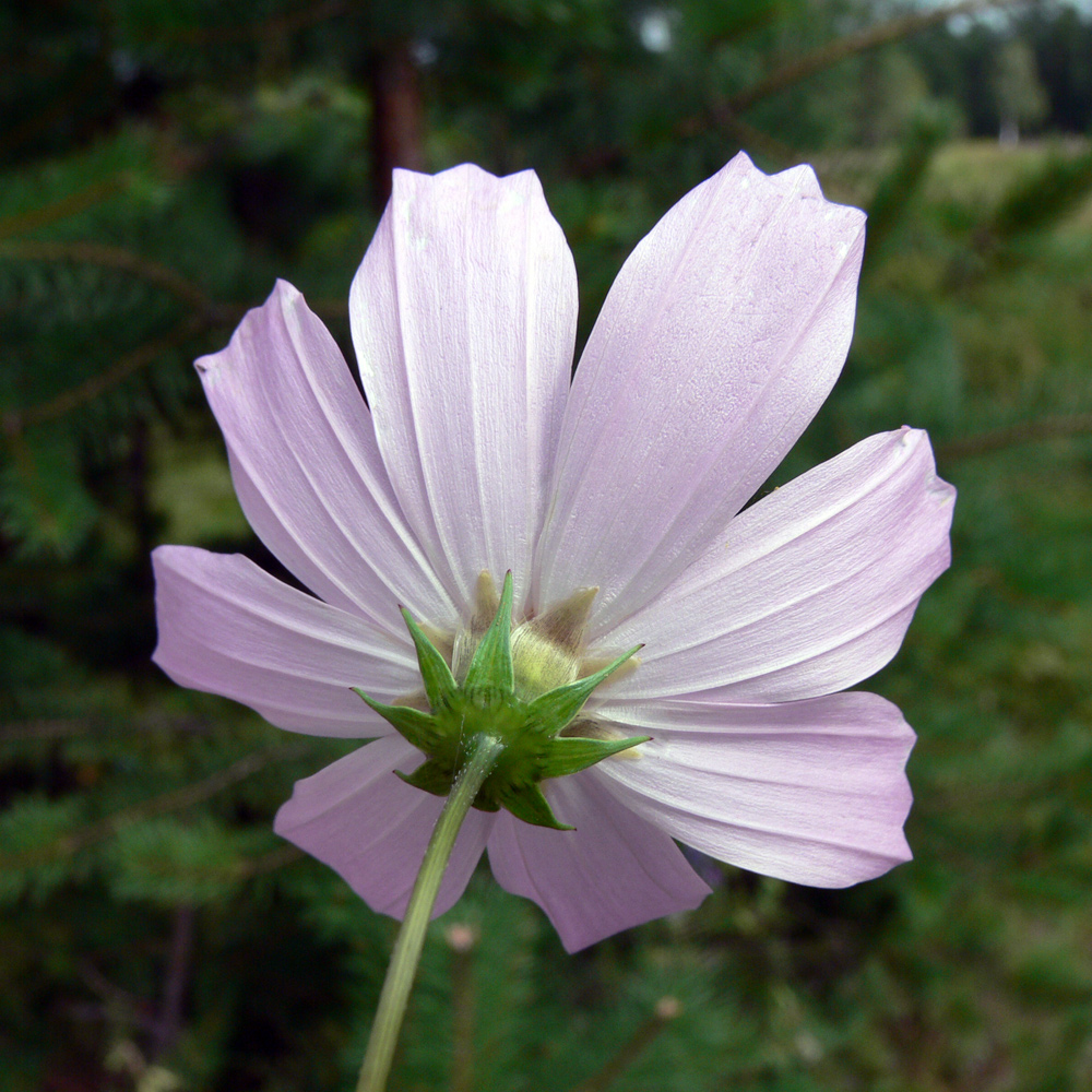 Изображение особи Cosmos bipinnatus.