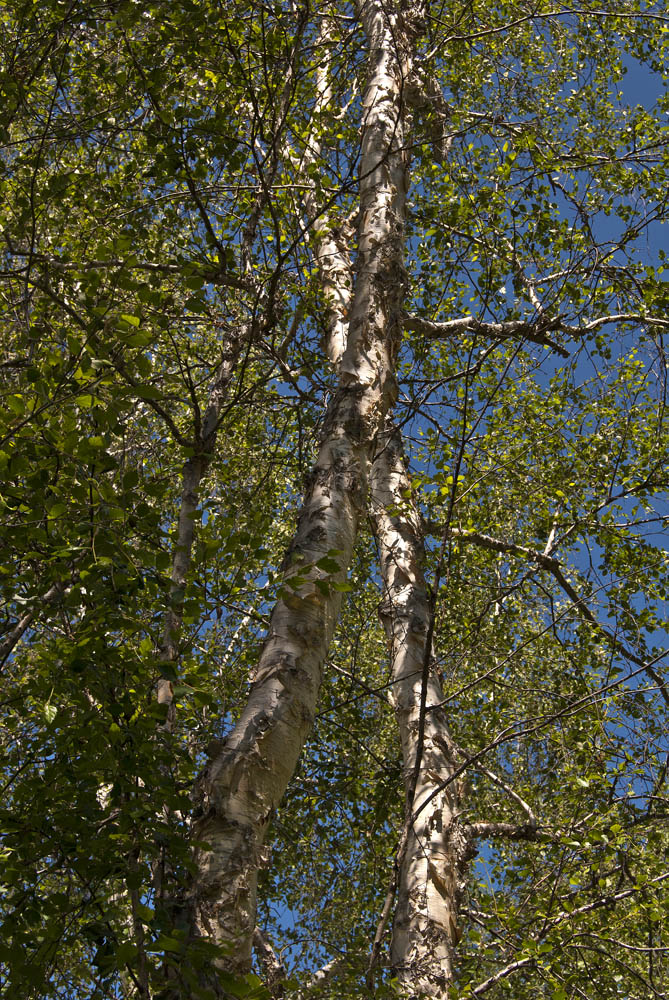 Image of Betula microphylla specimen.