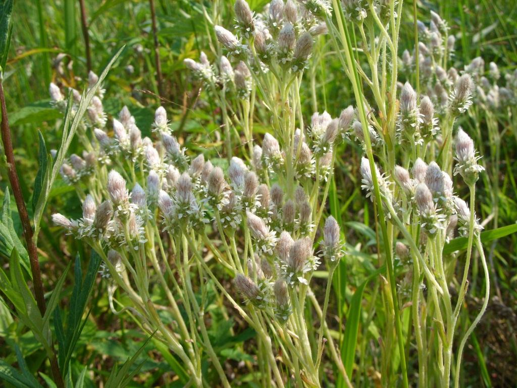 Изображение особи Antennaria dioica.