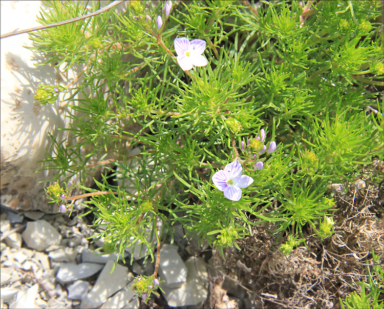 Изображение особи Veronica filifolia.