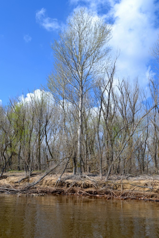 Image of Populus nigra specimen.