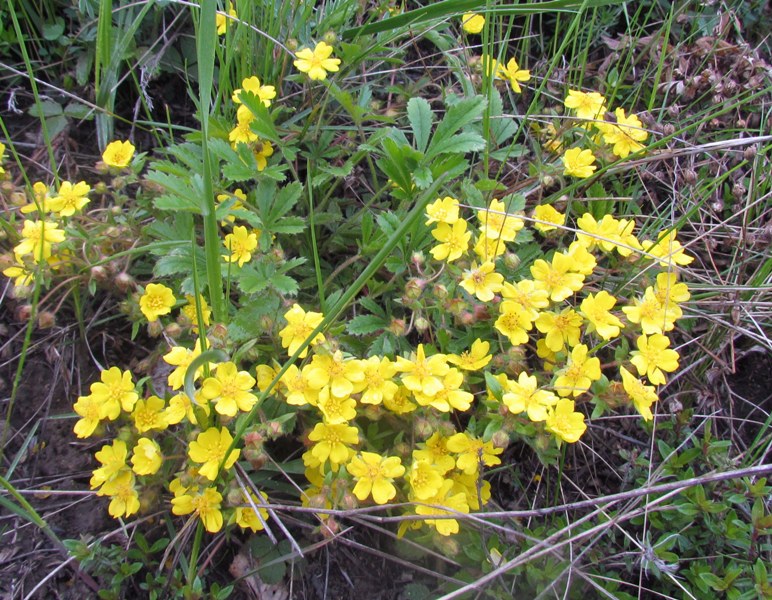 Image of Potentilla humifusa specimen.