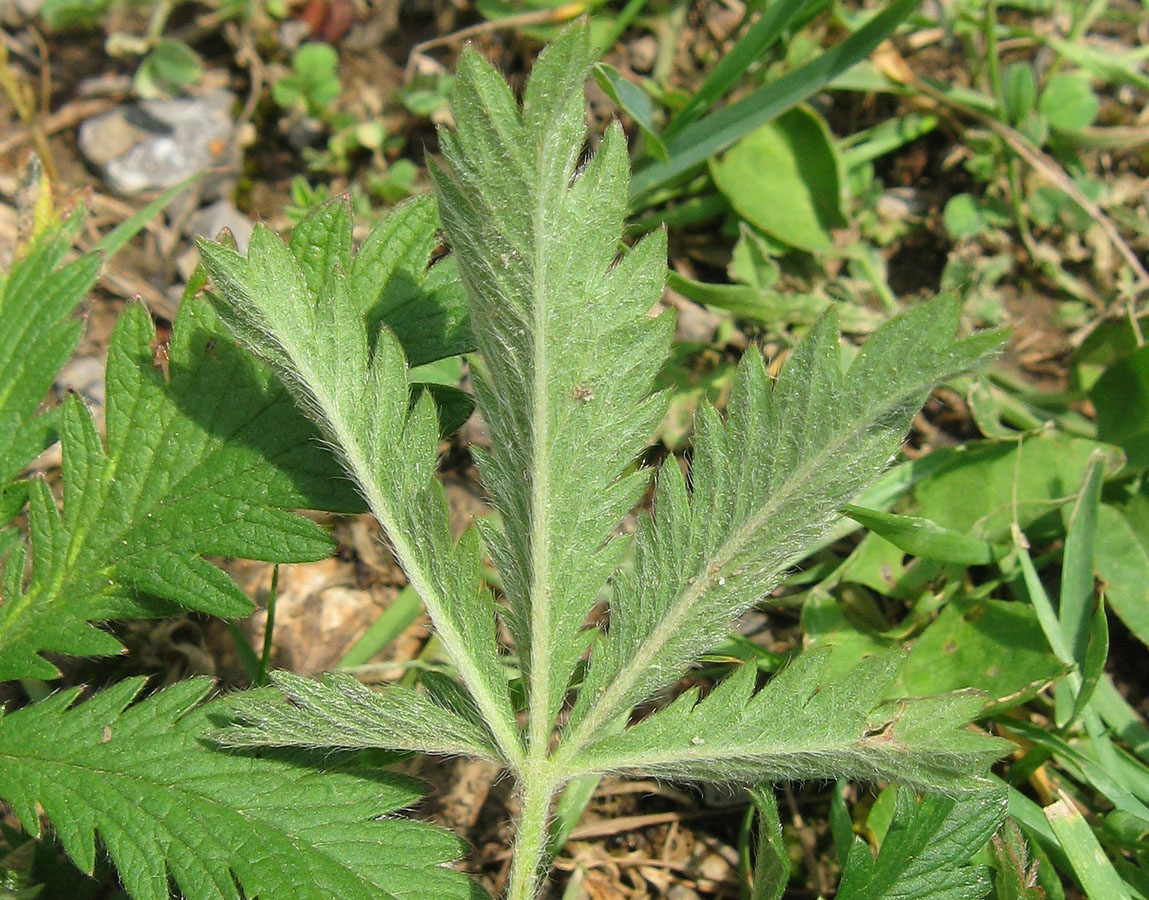 Image of genus Potentilla specimen.