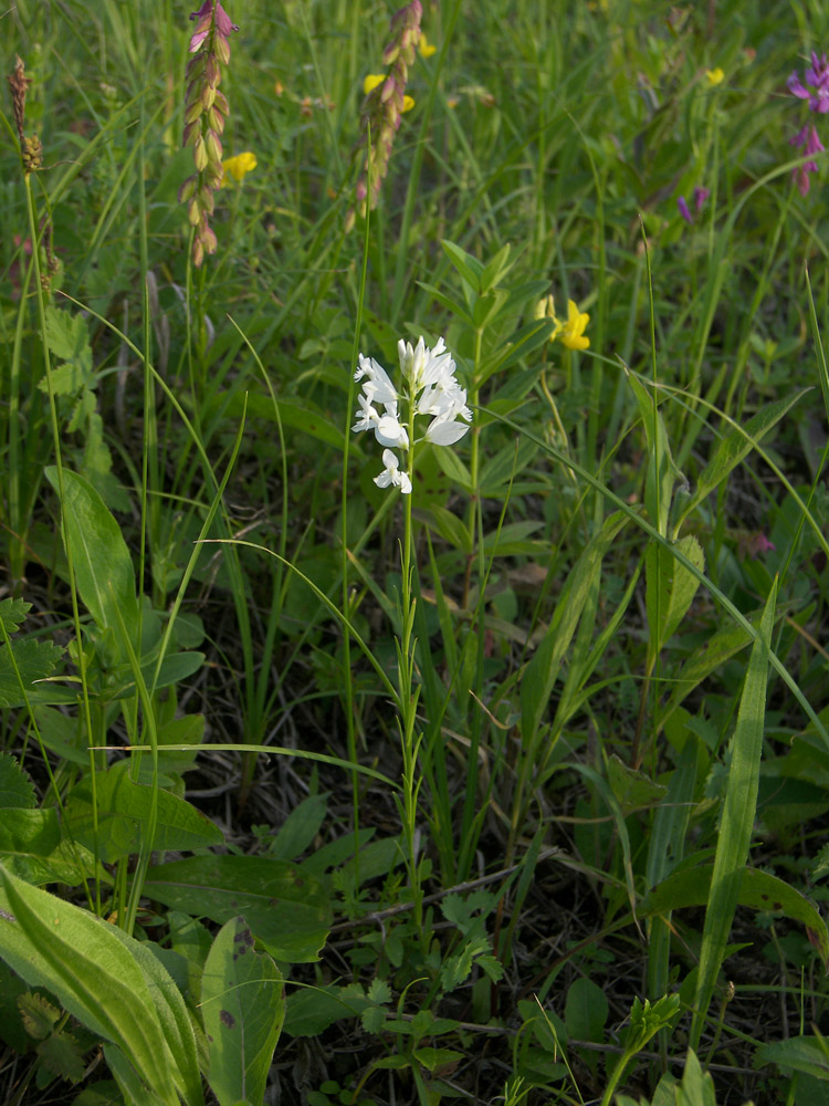 Image of Polygala major specimen.