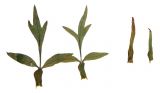 Levisticum officinale. Листья верхнего яруса генеративного побега (слева) и листочки обертки.