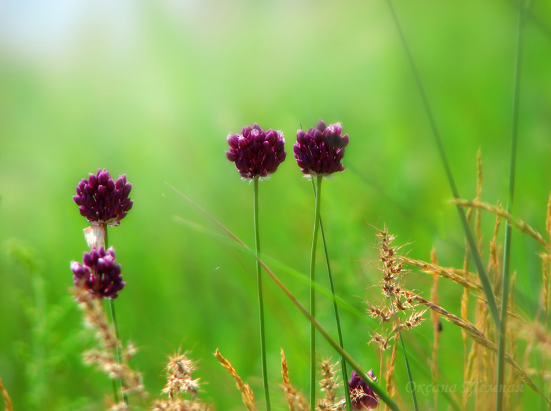 Image of Allium rotundum specimen.