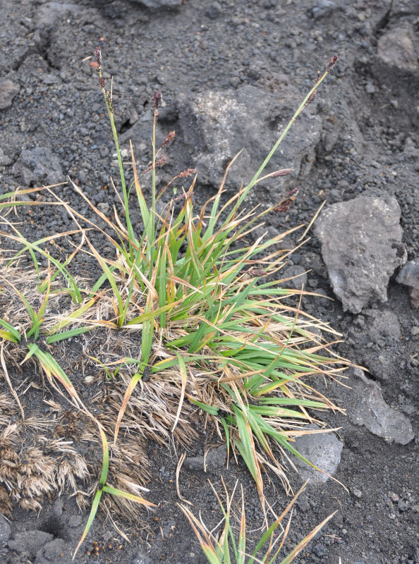 Image of Carex krascheninnikowii specimen.