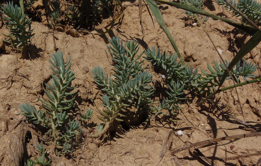 Image of Sedum reflexum specimen.