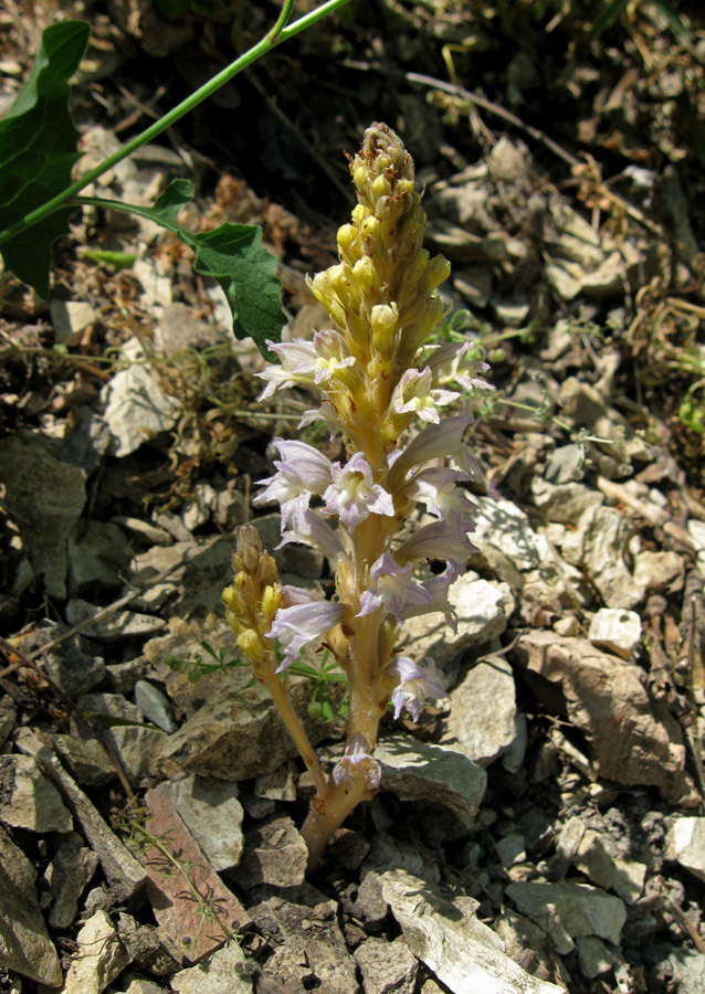 Image of Phelipanche gussoneana specimen.