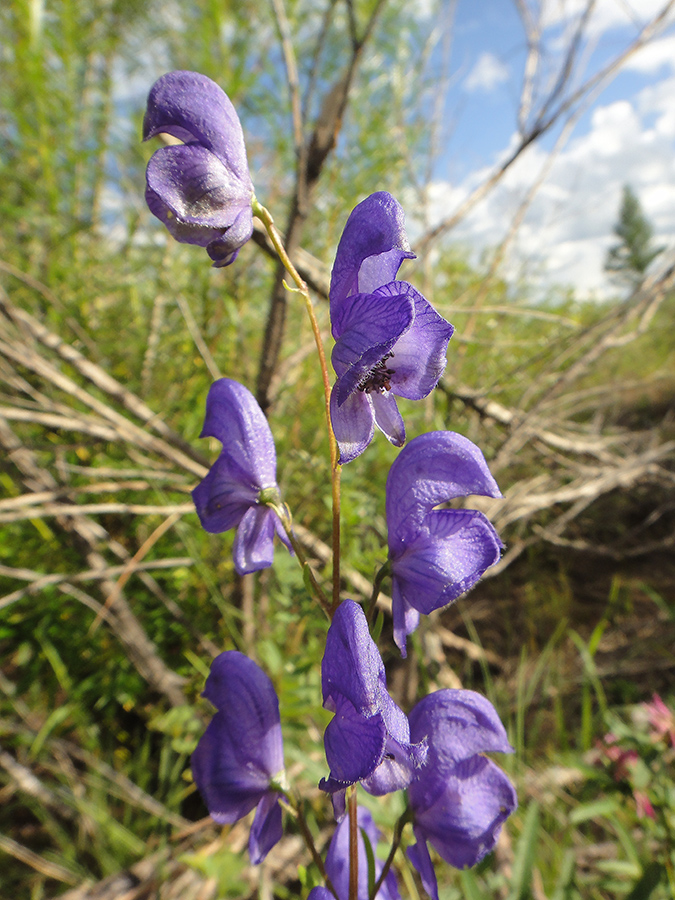 Изображение особи Aconitum turczaninowii.