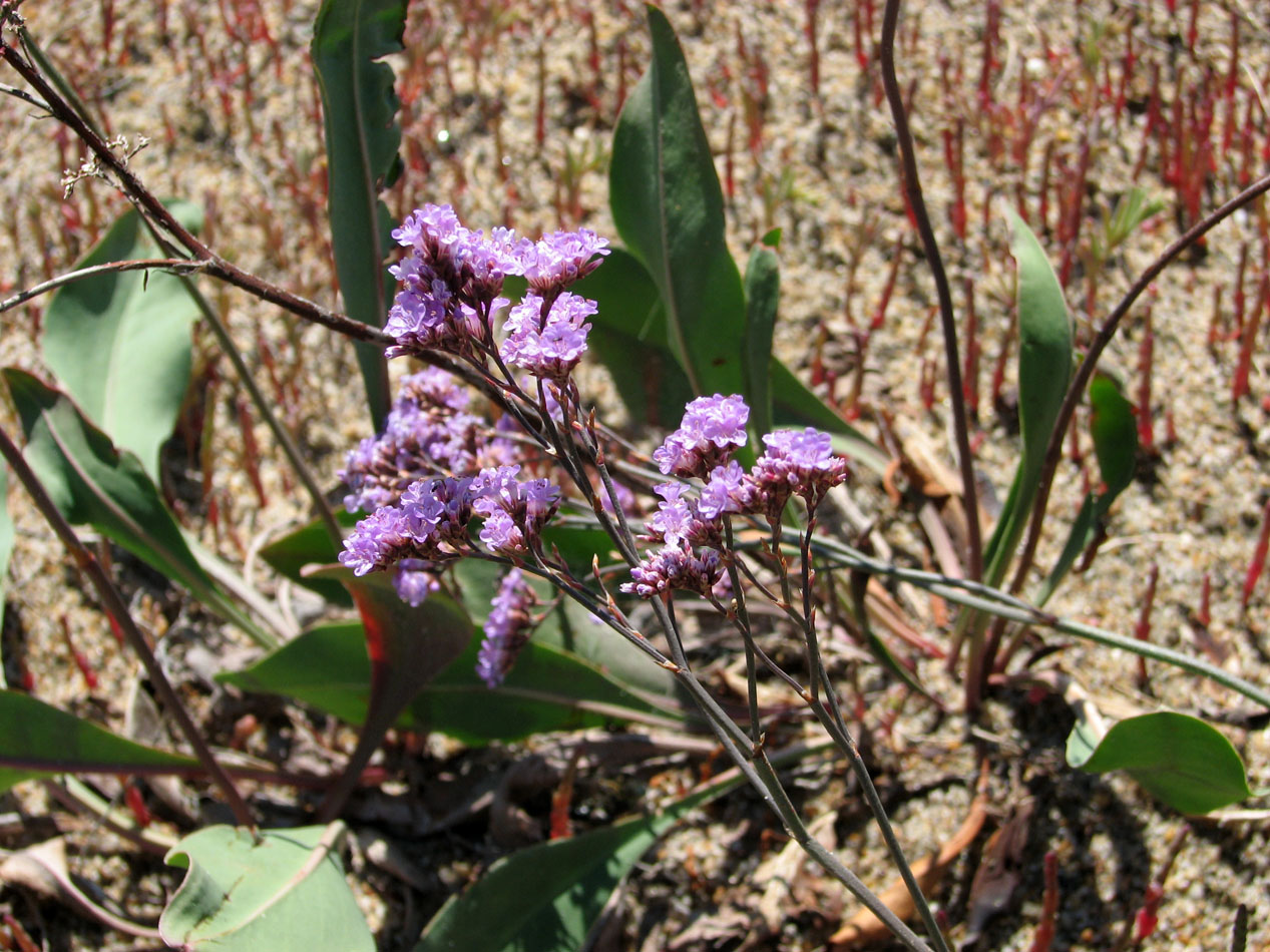 Image of Limonium &times; erectiflorum specimen.