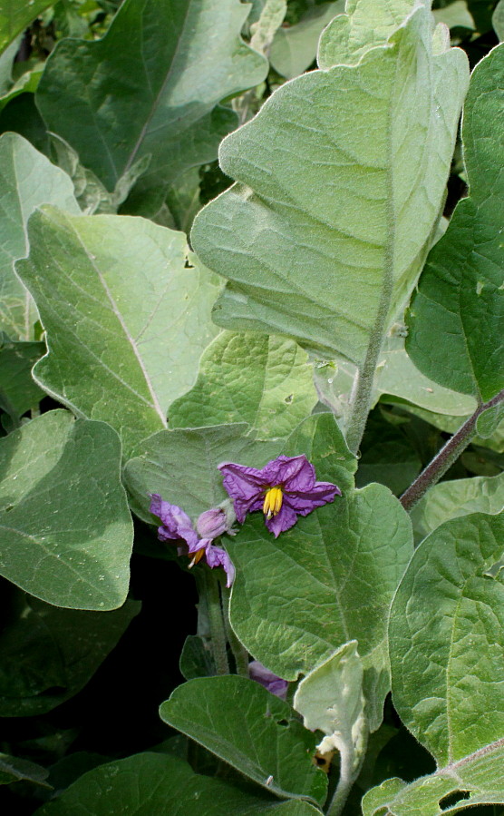 Image of Solanum melongena specimen.