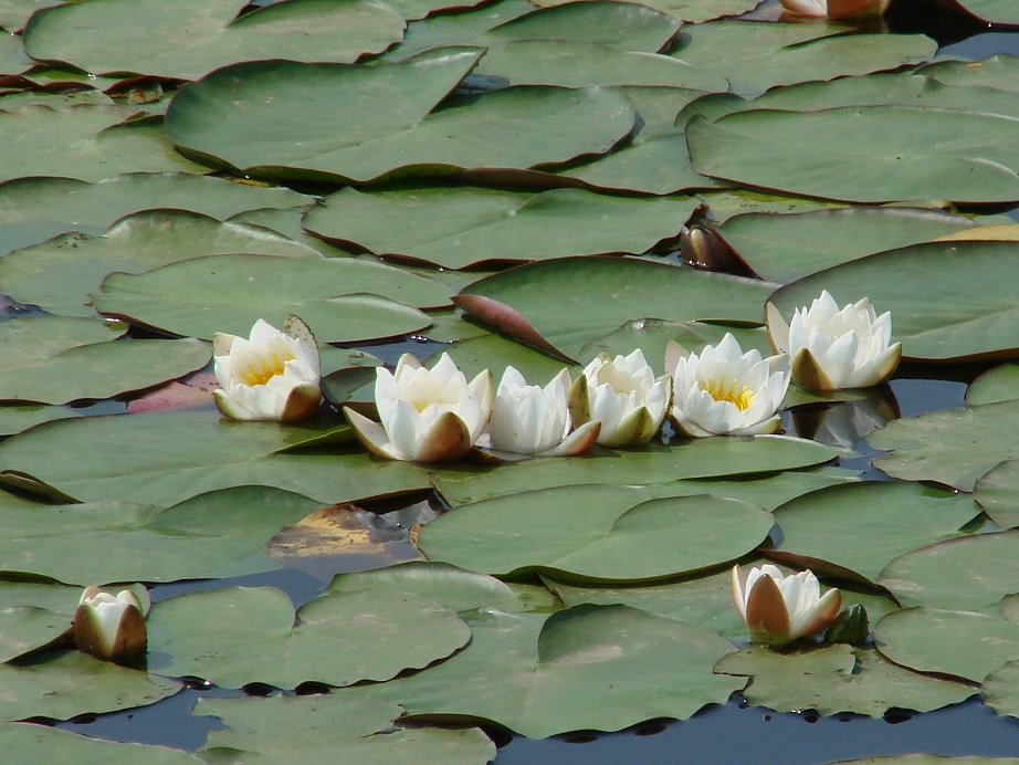 Image of Nymphaea candida specimen.