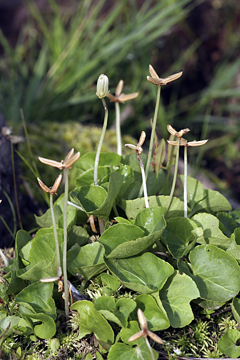 Image of Viola palustris specimen.