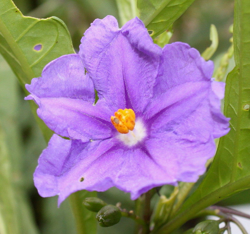 Image of Solanum laciniatum specimen.