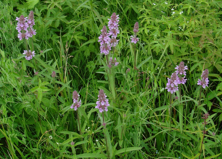 Image of Stachys aspera specimen.