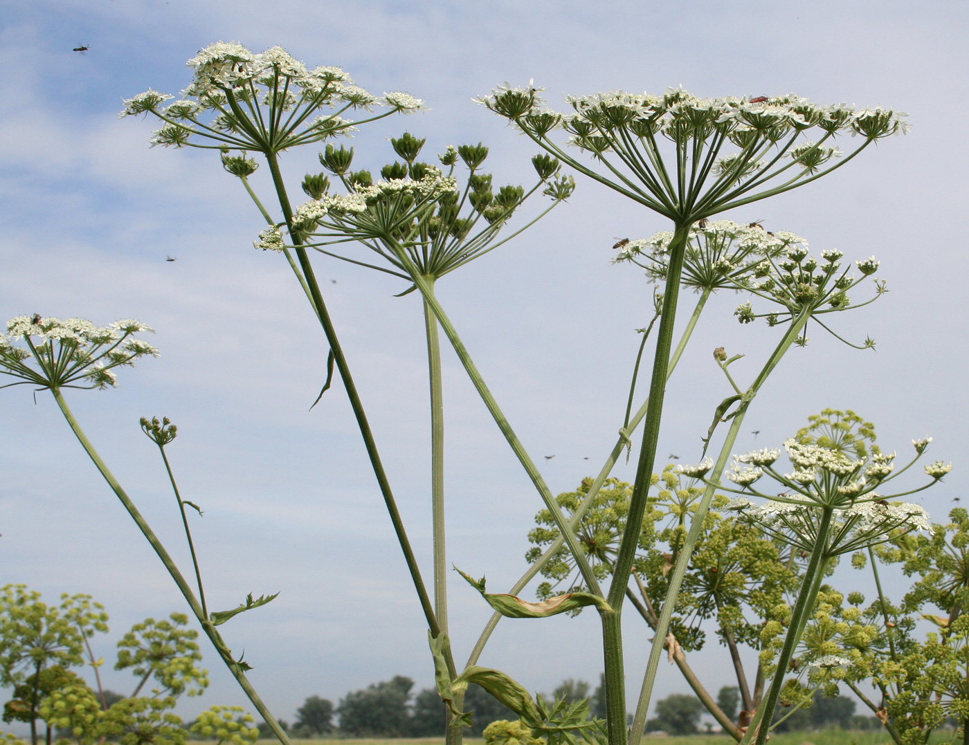 Image of Heracleum dissectum specimen.