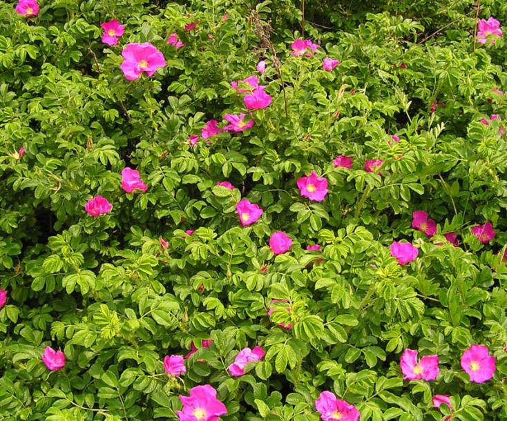 Изображение особи Rosa rugosa.