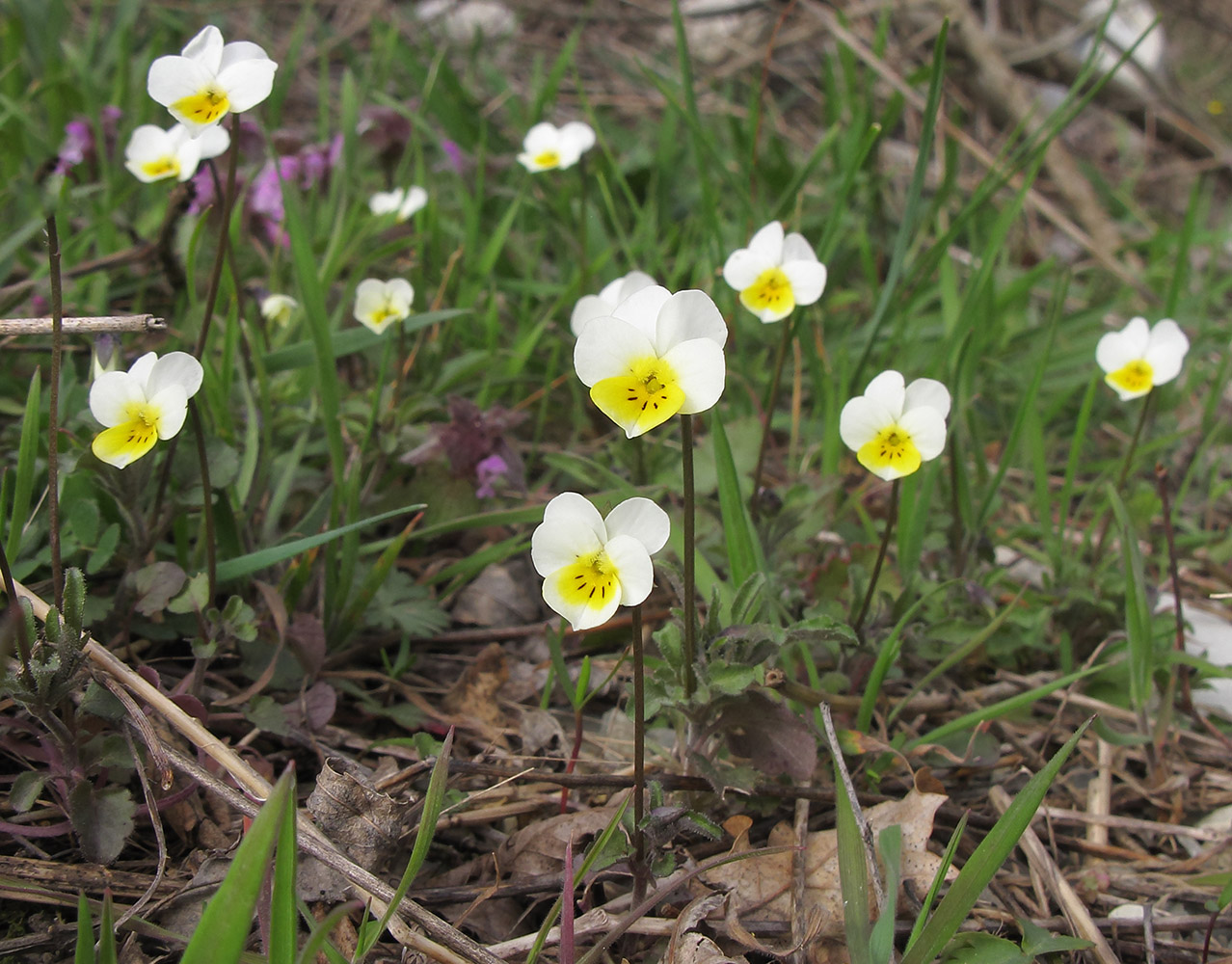 Изображение особи Viola hymettia.